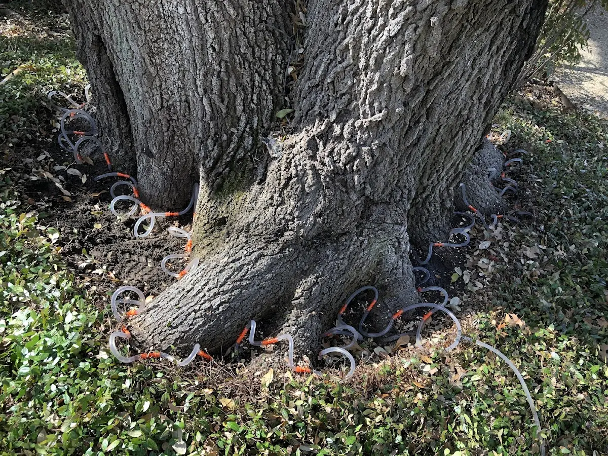 Detailed Tree Cabling and Bracing job site in Adrian