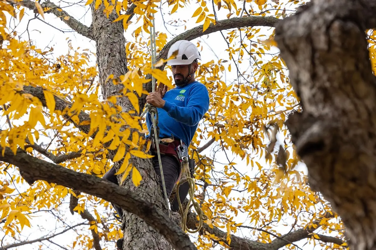 Skilled Emergency Tree Service crew working in Adrian